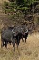 107 Tanzania, N-Serengeti, buffels